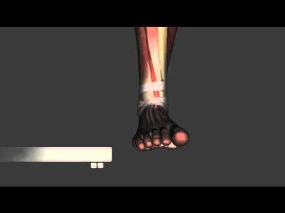 Ankles and Toe Actions - Only Actions - Kinesiology Quiz