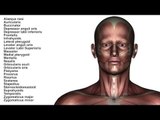 Muscles: Face and Neck - Kinesiology Quiz
