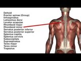 Muscles: Back - Kinesiology Quiz