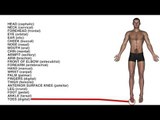 Body Parts - Medical Terms Chart - Quiz
