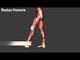 Quadriceps Femoris Muscles - Origins, Insertions & Actions - Kinesiology Quiz