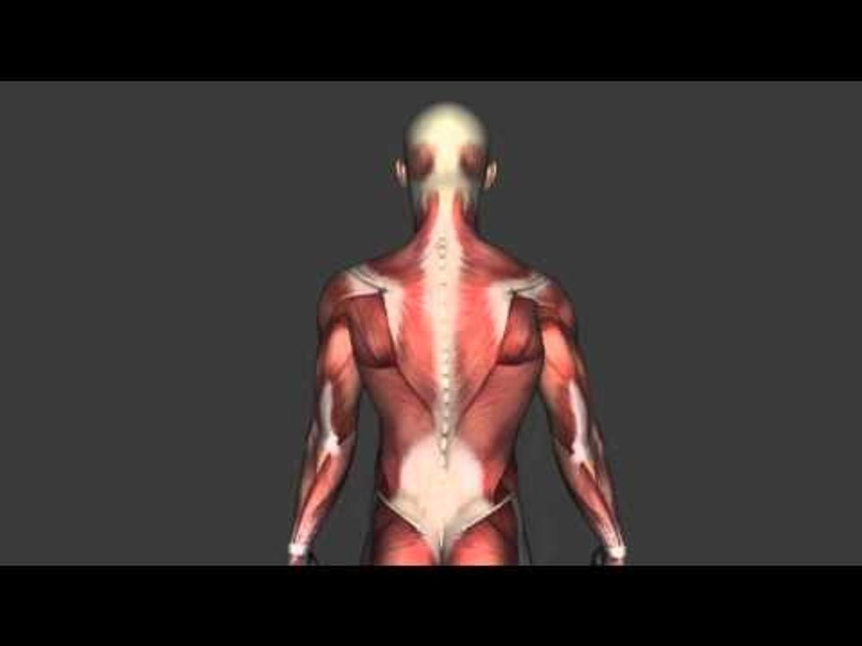 Arm and Shoulder Actions - Only Actions - Kines...
