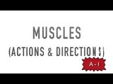 Muscles: Actions and Directions (A - I) - Kinesiology Quiz