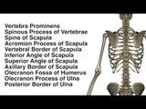 Bony Landmarks: Upper Limb - Posterior - Kinesiology Quiz