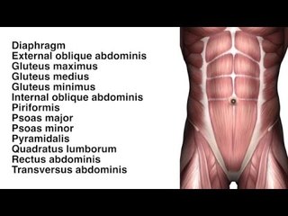 Muscles: Abs and Glute - Kinesiology Quiz