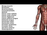 Muscles: Upper Limb Muscles - Kinesiology Quiz