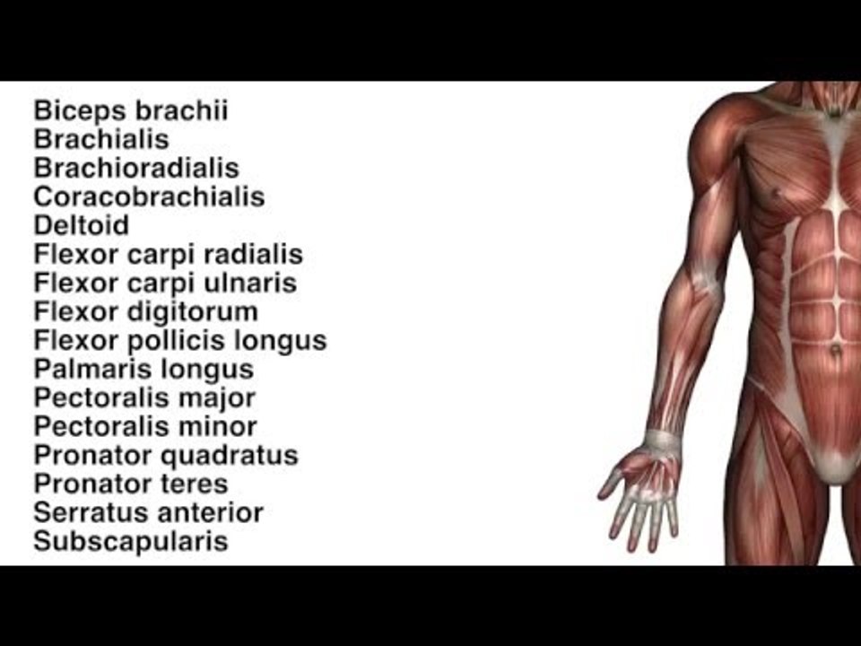 Muscles: Upper Limb Muscles - Kinesiology Quiz