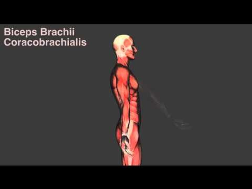 Upper Arm Muscles - Origins, Insertions & Actions - Kinesiology Quiz