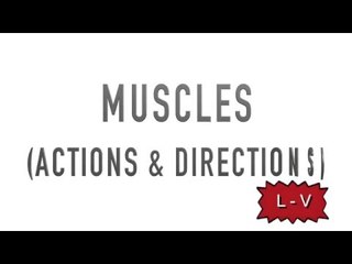 Muscles: Actions and Directions (L - Z) - Kinesiology Quiz