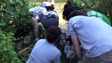 Zoo Cheetahs Run at Sam Houston Race Park!  Flamingo Walk