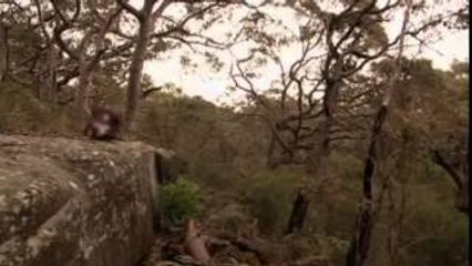 Superdrapieżniki [Lektor PL][Film Dokumentalny]