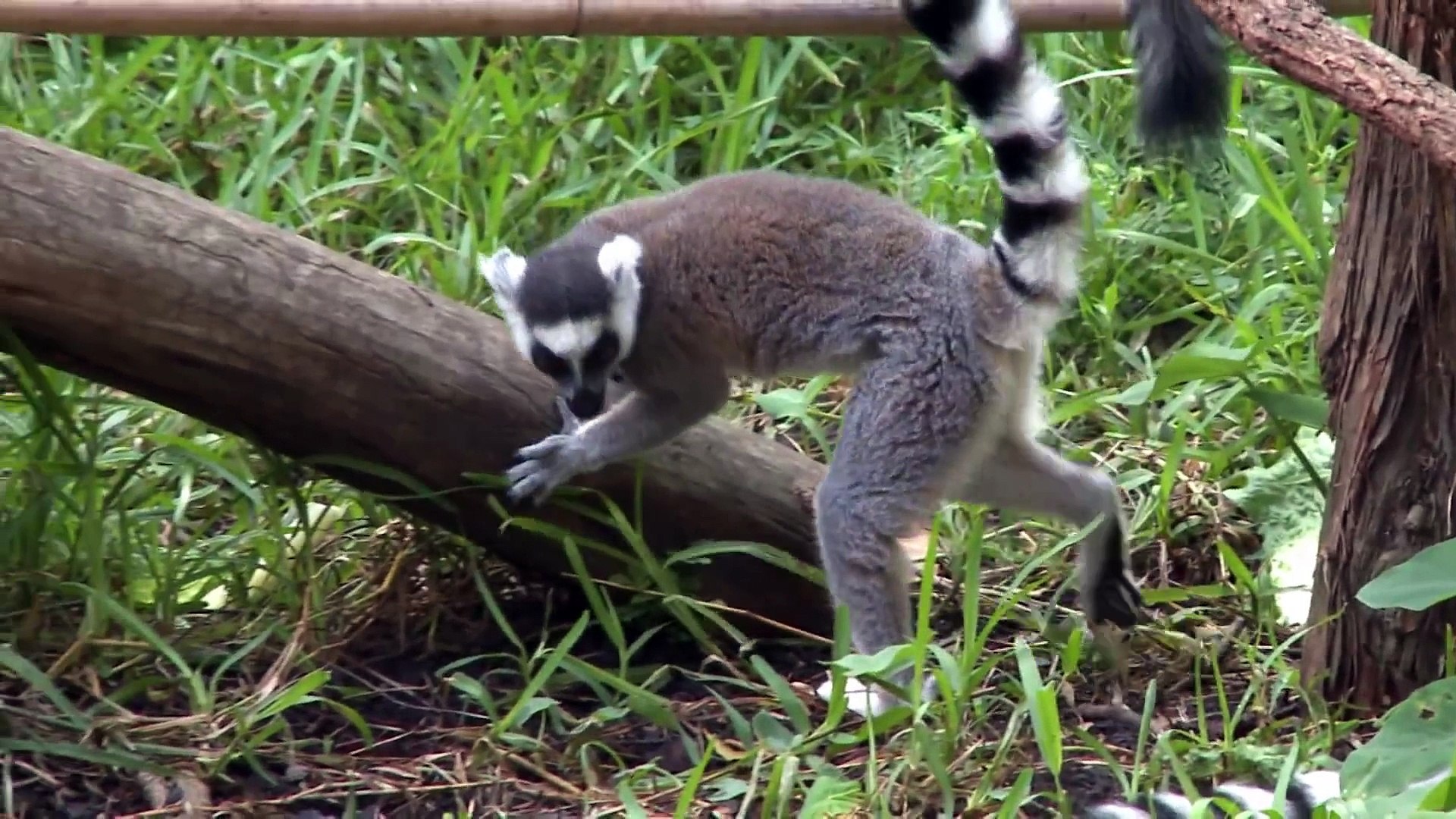 Learn About Ring-Tailed Lemurs   Zoo Cheetahs Run at Sam Houston Race Park!