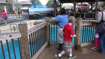 Sea Lions Get Treats for St. Patty's Day   Zoo Cheetahs Run at Sam Houston Race Park!