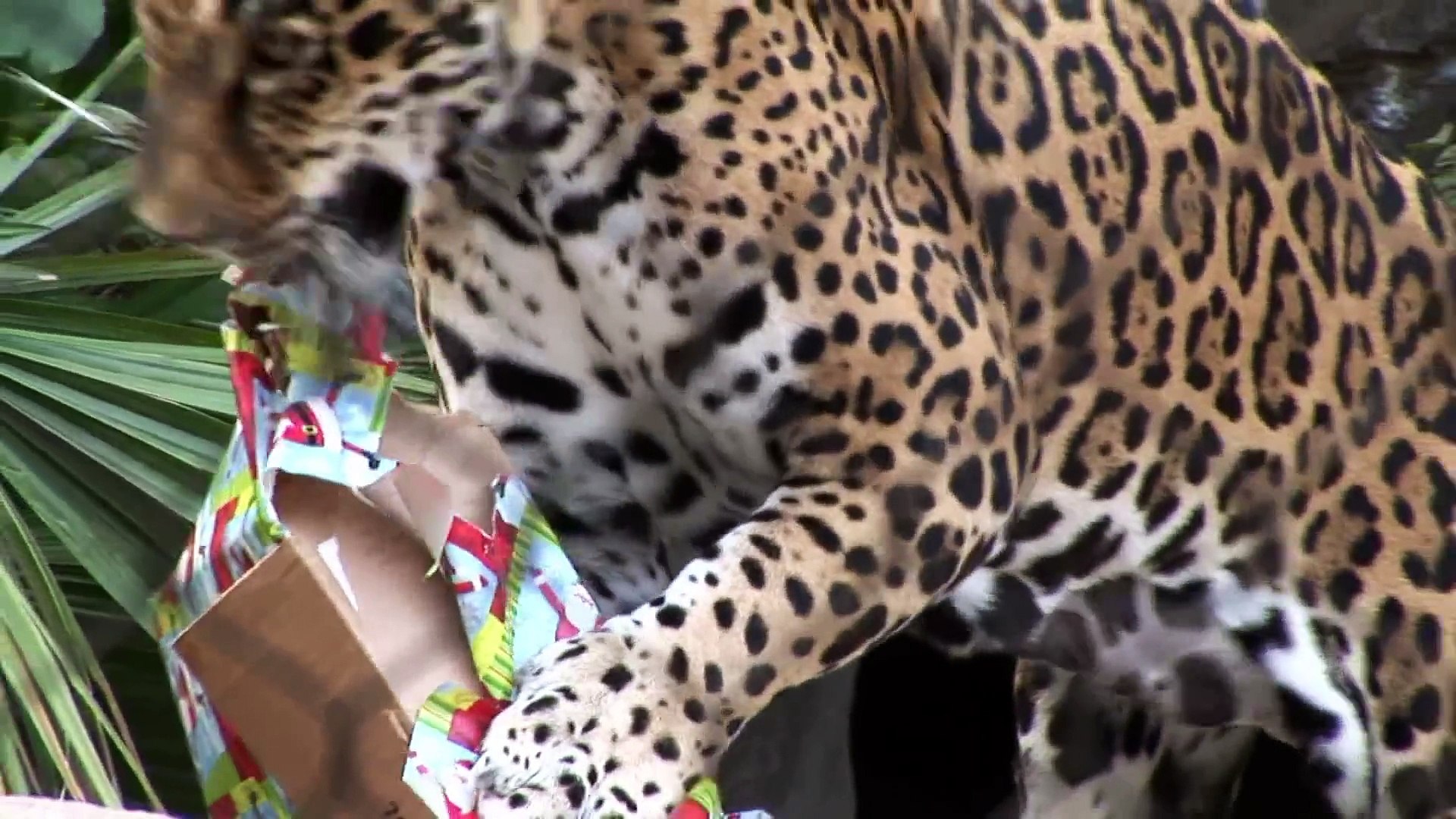 Cats and Orangutans Open Their Presents