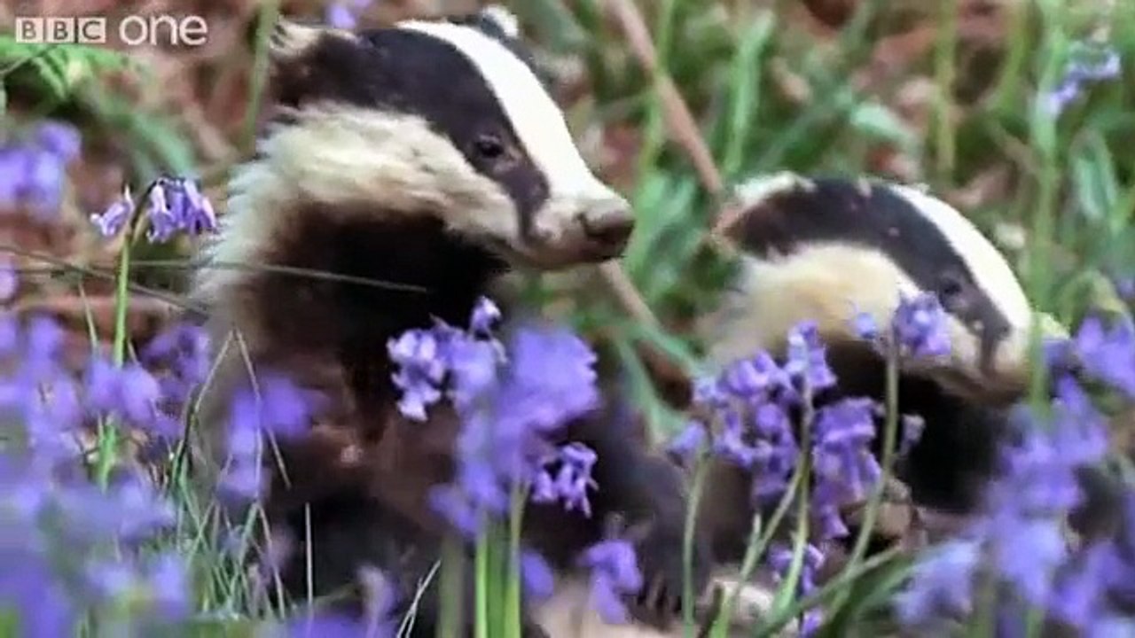 Funny Talking Animals - Walk On The Wild Side - Series 2, Episode 3 Preview - BBC One