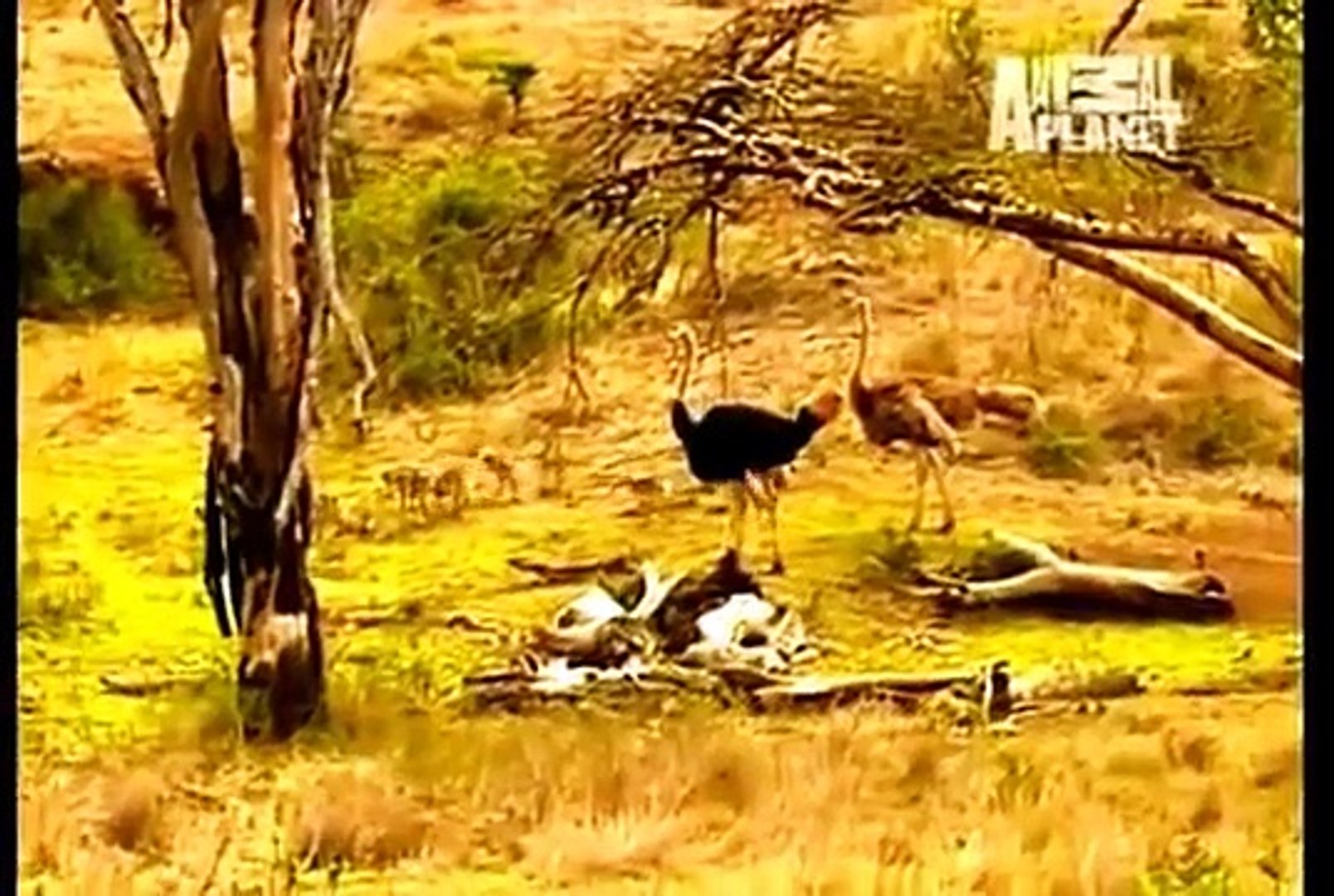 Land of the Ostrich [Wildlife Documentary]