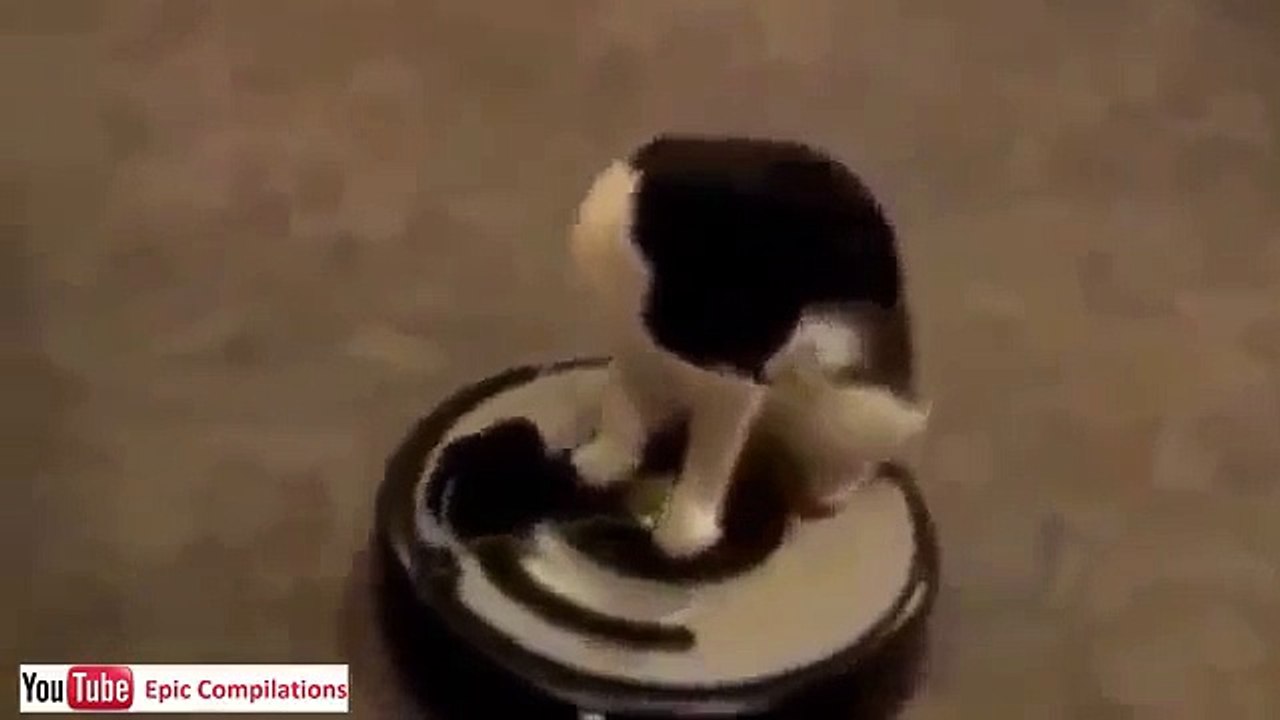 Video Divertenti,Incidenti,barzelletta gatti divertenti 7