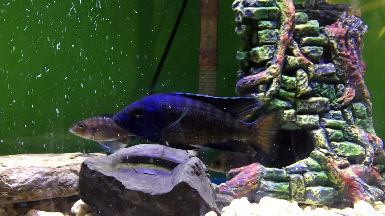 Aulonocara Ngara Flametail - African Cichlids