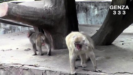 Baby monkey Fight : Animal Fight