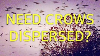 CROWS AVIAN PEST DISPERSAL for weddings, special events, Vancouver BC