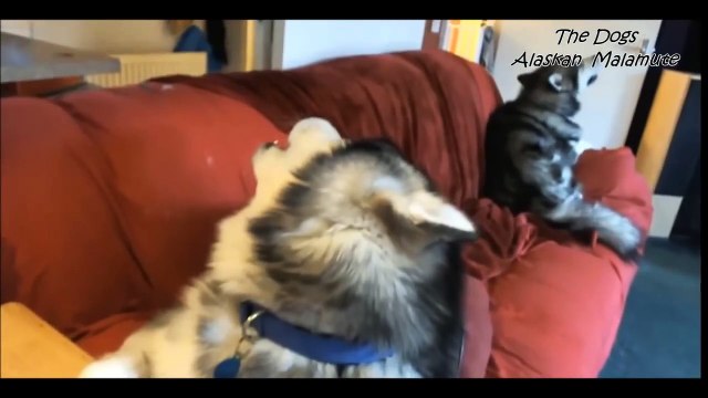 Alaskan Malamute Dog Review