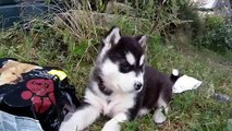Manukas Puppies -Alaskan Malamute