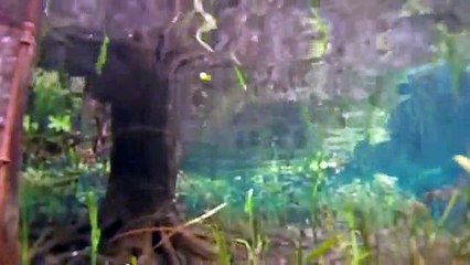 Bikini Free Diving Ginnie Spring