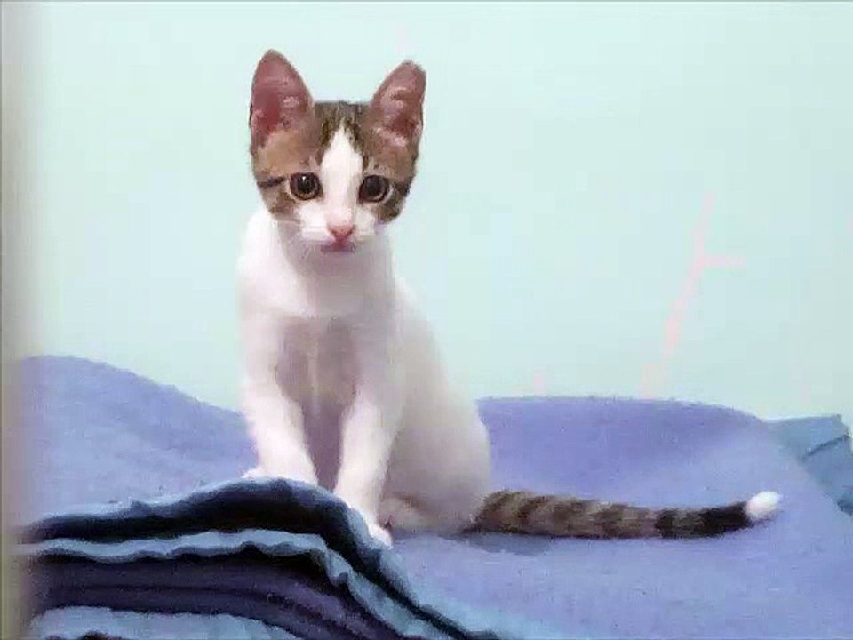 cat album