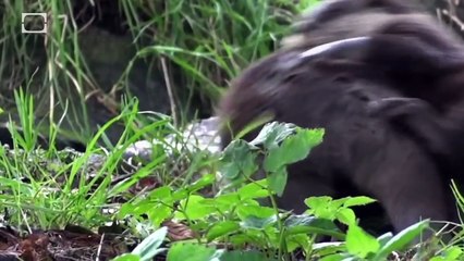 Otters: Not as Cute as you Think They Are - Science on the Web #50