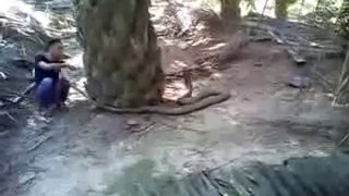 huge python in malaysia