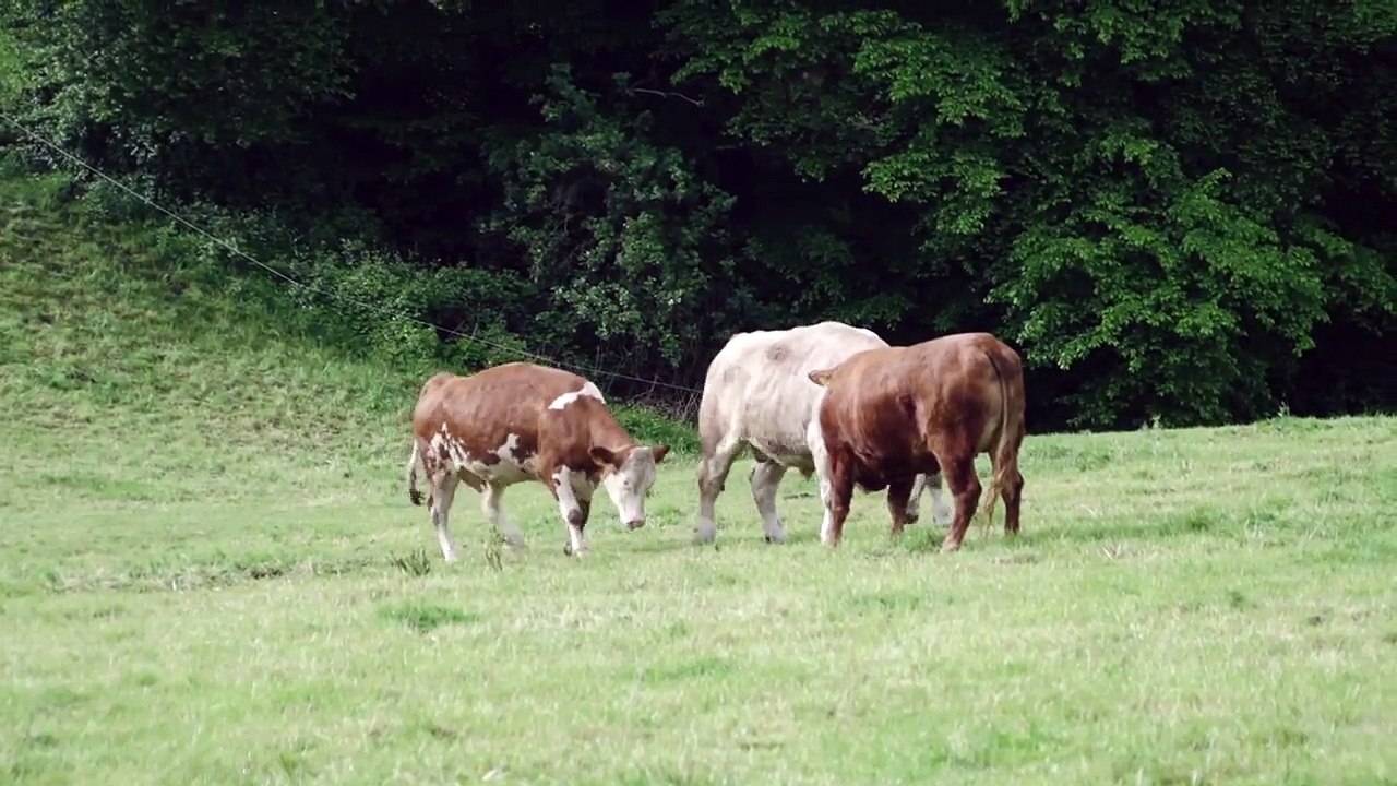 This Terrified Cow Knew She Was Headed For Slaughter… But Watch What Happened.