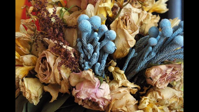 Фотография - Алеся Голубь - Человек