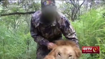 Les Etats-Unis font passer une loi de protection des lions africains