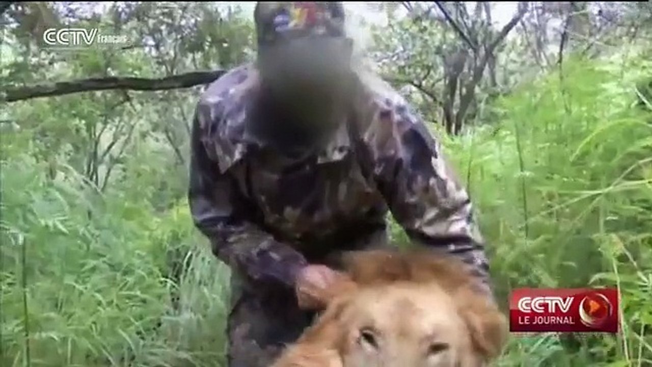 Les Etats-Unis font passer une loi de protection des lions africains