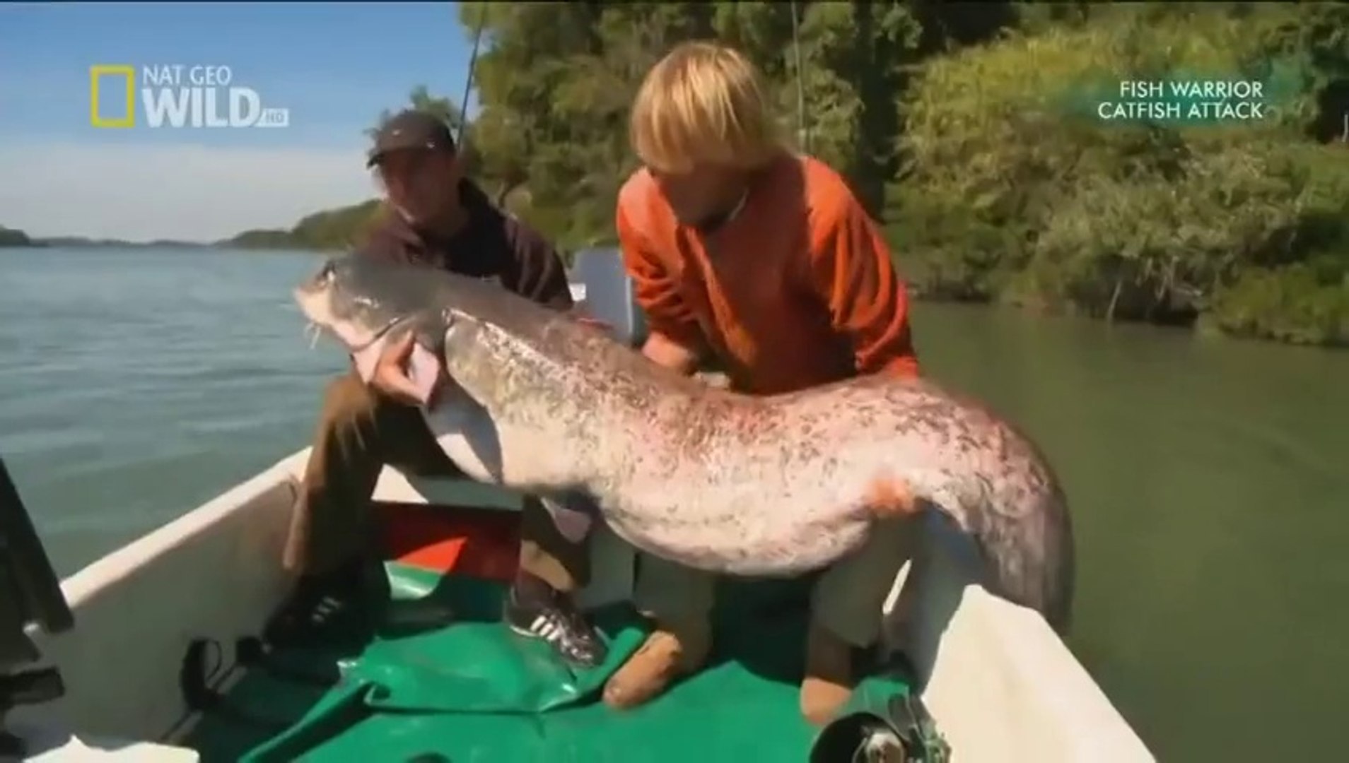 Fish Warrior: Catfish Attack (National Geographic Fishing Documentary) -  video Dailymotion