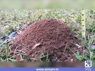 کیا آپ میٹل کا درخت بناسکتے ہیں؟