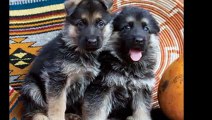 Baerental German Shepherd Puppies For Sale in MA