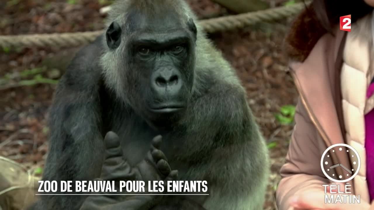 Faune - Zoo de Beauval pour les enfants - 2015/12/28