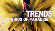 Behind the 2013 Victorias Secret Fashion Show Trends - Birds of Paradise