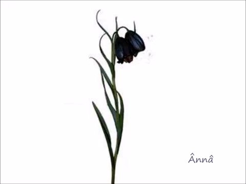 Ömer Faruk Tekbilek & Burhan Öçal & Itamar Erez - I Love You