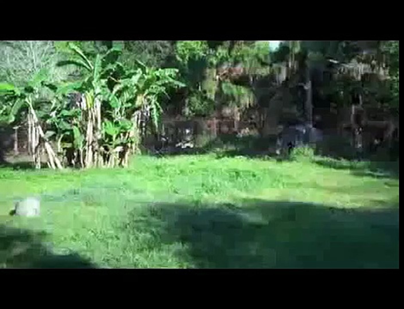 虎とライオン Dailymotion Video