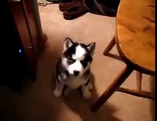 ハスキーな魅力