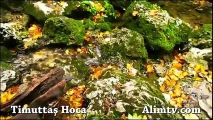 Yüze tokat vurmanın hükmü nedir? - Timurtaş Hoca