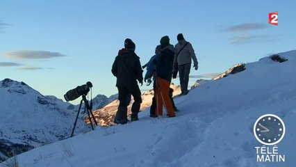 Nuits blanches - Safari alpin nocturne - 2015/12/28