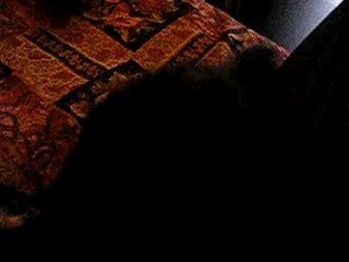 le chat croisé chien