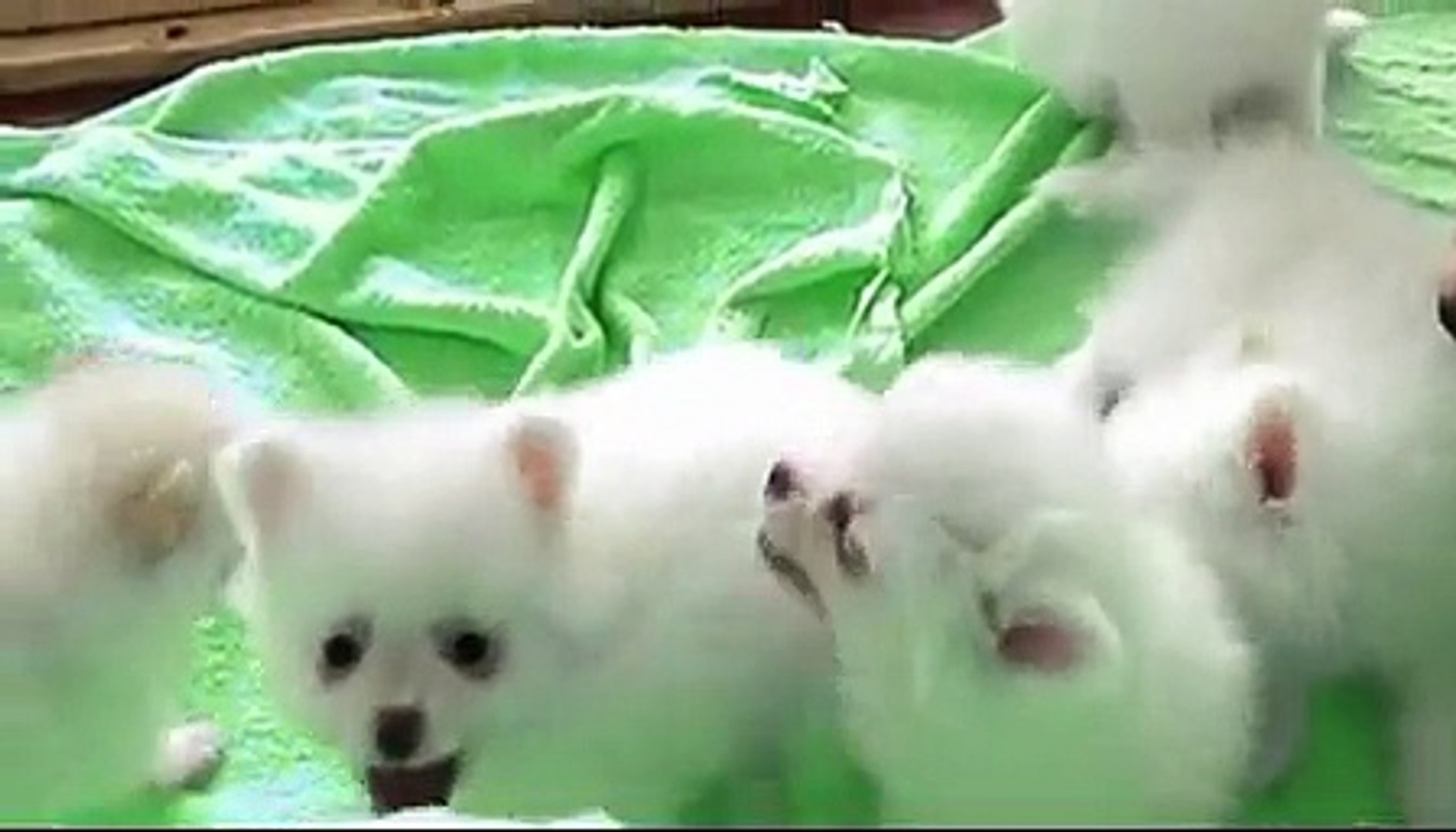 White baby dogs-Beyaz Pomeranian cute dogs