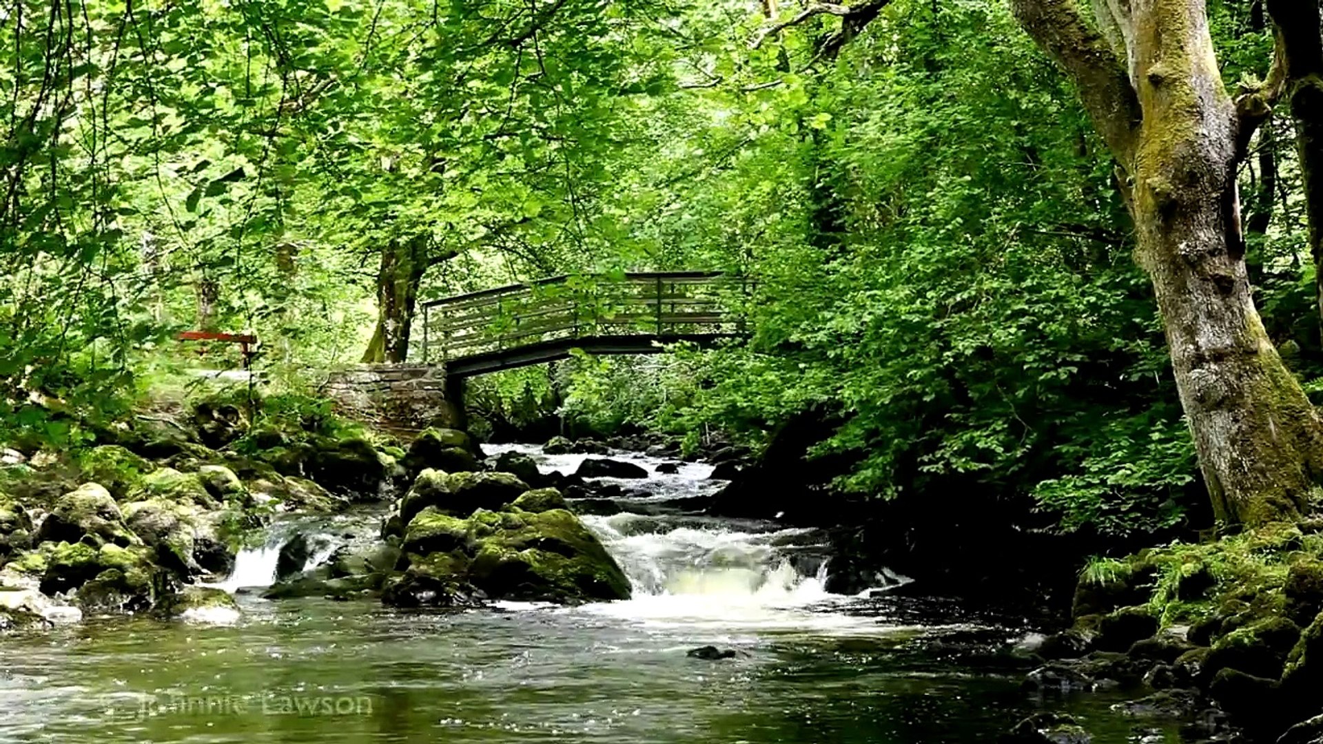 ⁣RELAXING Tranquil Music-Nature Sounds-Flowing Water-Birds Song-Grieg-klassisk musik-lugn m