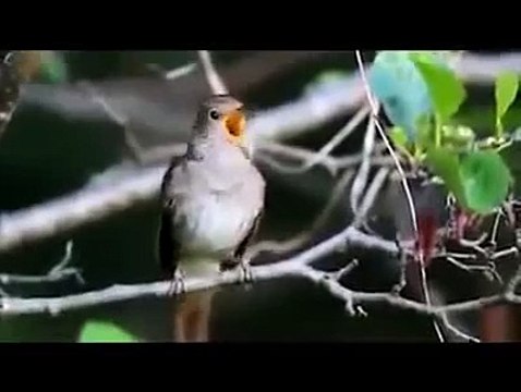 Nature Videos Clips - Watch Nature Beauty in Pakistan _ Around the World