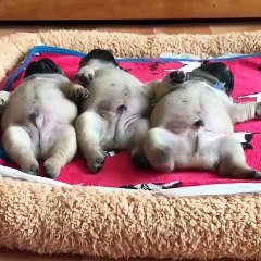 three puppies, funny dogs