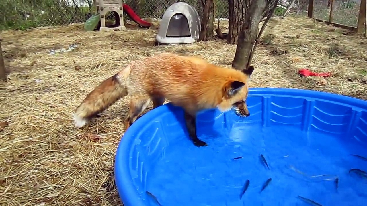 Un renard peche des poissons dans une petite piscine...